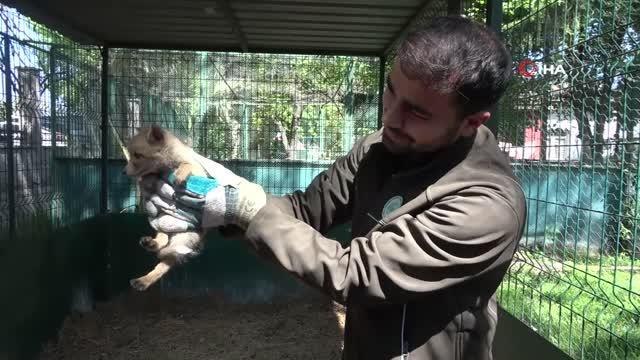 Yol yapım çalışması sırasında bulunan yavru tilki koruma altına alındı