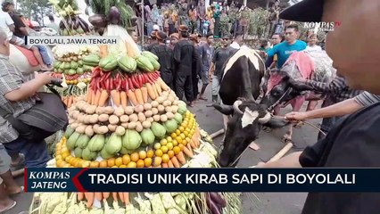 Tradisi Unik Kirab Sapi di Boyolali
