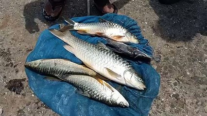 Hundreds of fish died in Tapti river