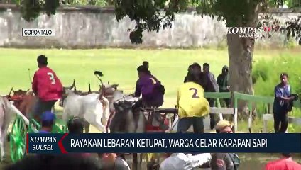 Rayakan Lebaran Ketupat, Warga Gelar Karapan Sapi