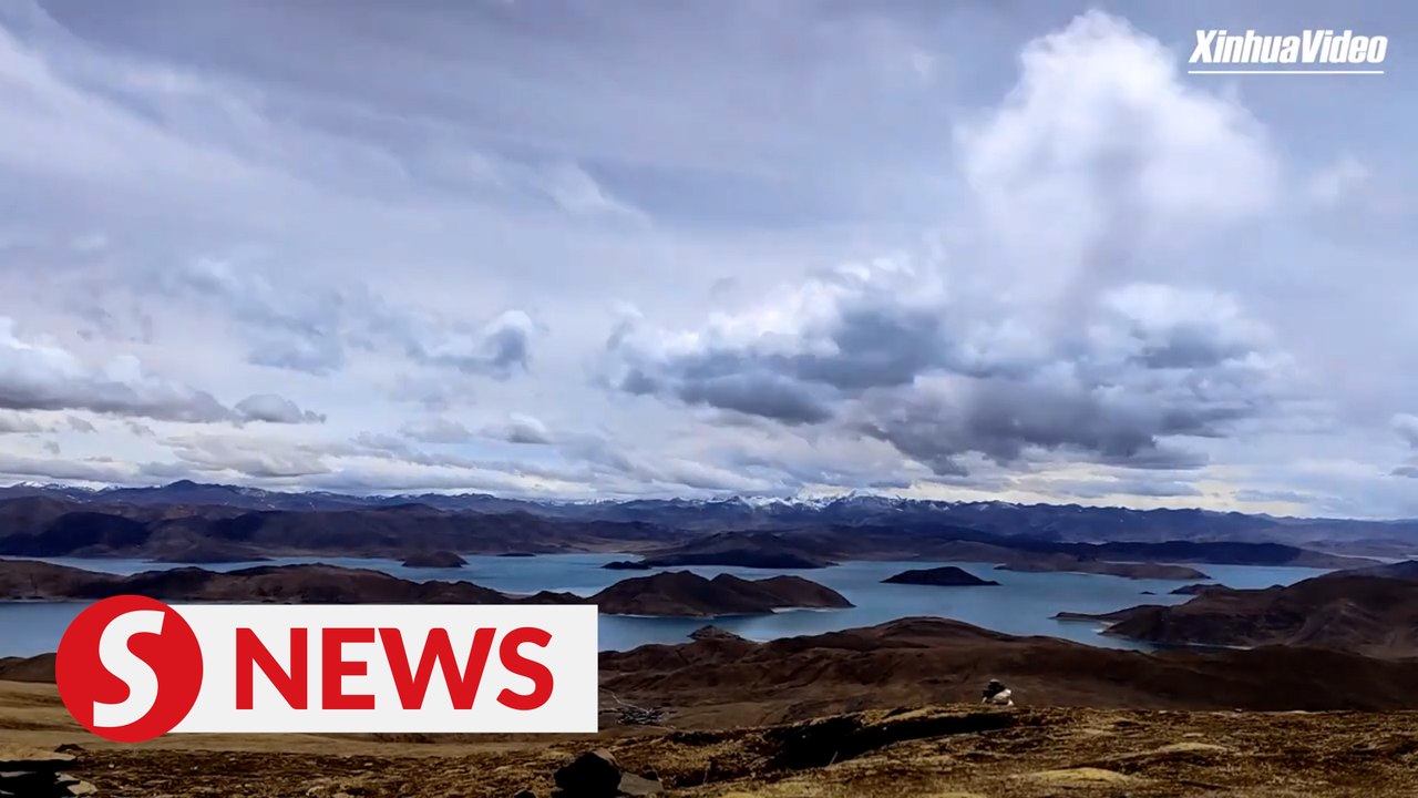 Brown-headed gulls spotted by Yamdrok Lake in China's Tibet