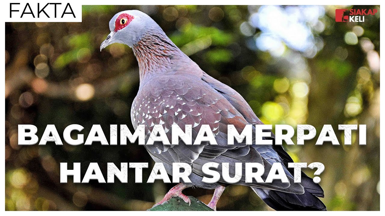 Burung Merpati Ada GPS ke?