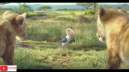 The Lion King Hollywood Movie BEST Funny Clipss _ Hindi Hollywood Best Funny Clips