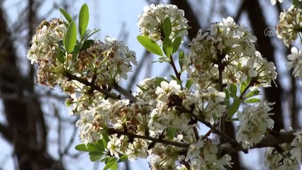 Küresel ısınma polen mevsimini uzatarak alerjiyle geçen günleri artırıyor