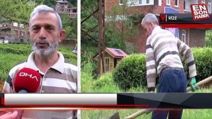 Doğu Karadeniz’de çay hasadı dönemi yaklaşıyor