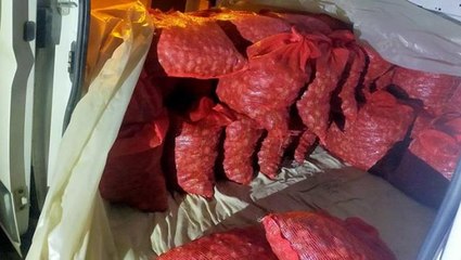 Yunanistan'a 1,5 ton kum midyesini çuval çuval kaçıracaklardı, son anda suçüstü yakalandılar