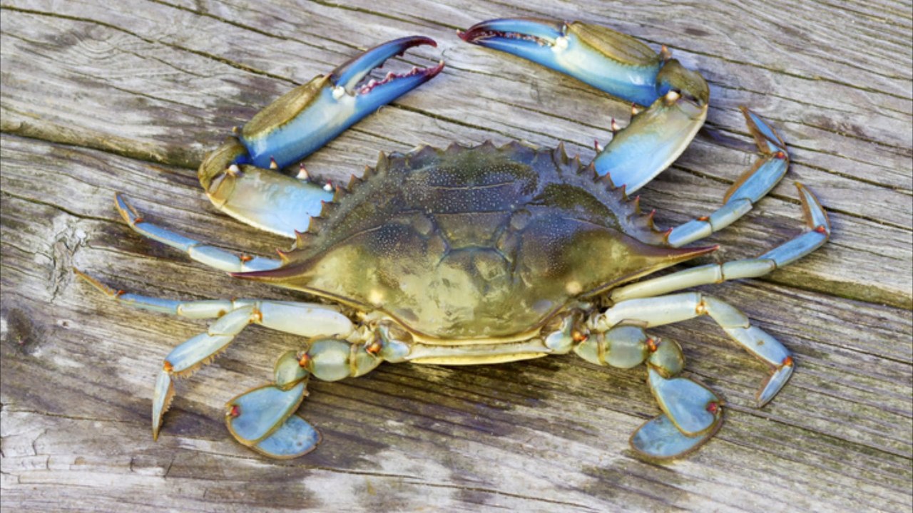 Sensation auf Usedom: Erstmals Blaukrabbe in Ostsee entdeckt