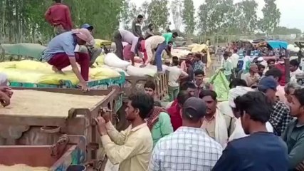 विदिशा: बेमौसम बारिश से गेंहू का रंग फीका, नहीं मिल रहा उचित दाम