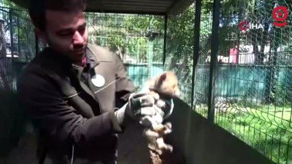 Yol yapım çalışması sırasında bulunan yavru tilki koruma altına alındı