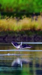 Wildlife Pets Nature love