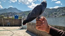 African grey parrot 3 months baby