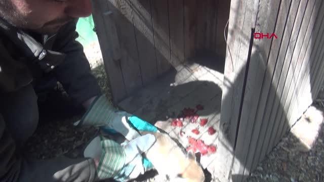 Yol çalışması sırasında fark edilen tilki yavrusu koruma altına alındı