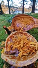 Giant Combo steak, fries, tortilla  #shorts #menwiththepot #asmr #food #cooking #nature #outdoors