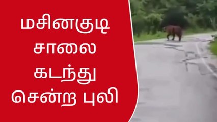 நீலகிரி: திடீரென புலி எண்டரீ-சமூக வலைதளத்தில் வீடியோ வைரல்