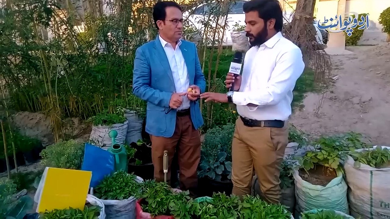 Roof Par Bori Me Aloo Ki Farming Karne Wala Shehri - Ghar Ki Sabzi Bilkul Muft