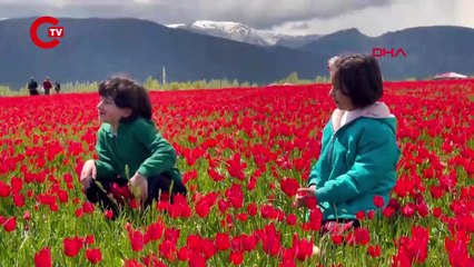 Muş Ovası, lalelerle kırmızıya büründü