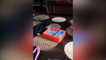 Ready to laugh  Funniest Animals Video - Best Cats  and Dogs Videos