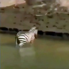 Una cebra con mucha suerte