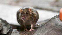 Brits warned not to poison 300 million super-rats taking over UK, here's why