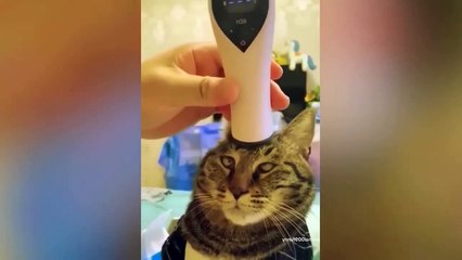 Ready to laugh  Funniest Animals Video - Best Cats  and Dogs Videos