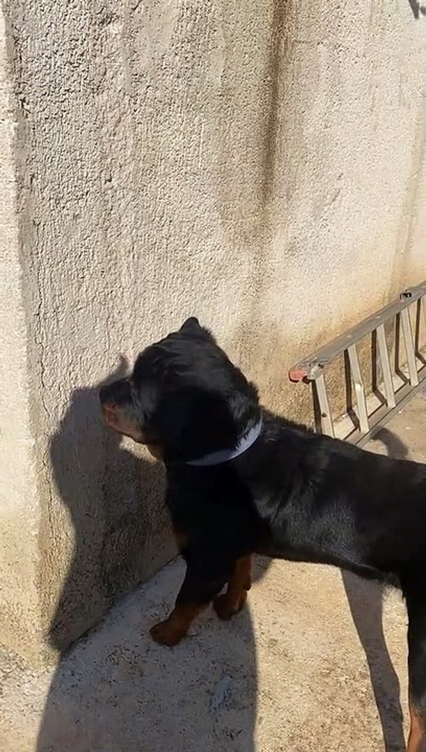 ⁣Dog Fear From Hand Shadow | Animals Funny Moments | Dog Funny Moments | Funny Animals | Cute Pets
