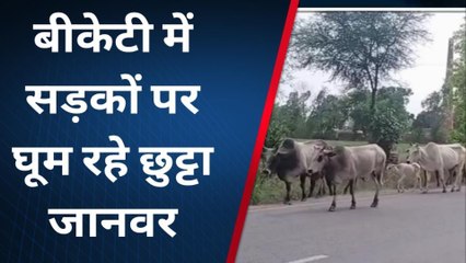 लखनऊ: हादसों का कारण बन रहे आवारा पशु, सरकारी दावों की खुली पोल