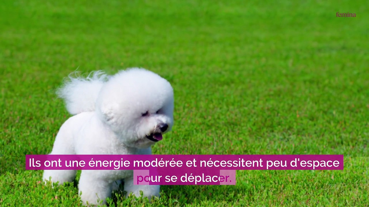 Voici les races de chiens les plus adaptées à la vie en appartement