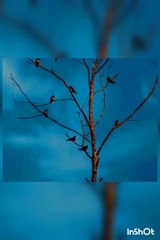 holy quran with translation shorts in urdu