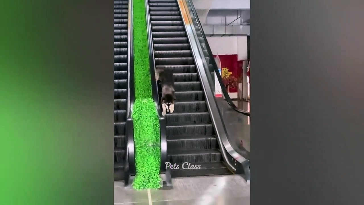 The Funniest Animals of 2023: Videos of Funny Dogs and Cats
