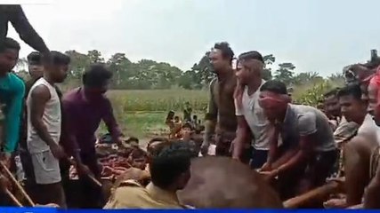 মাদারিহাট: বাইসনের আক্রমণে জখম চার..ড্রোন দিয়ে তল্লাশি..হুলুস্থুল কাণ্ড