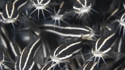 Diver records a school of Cat Fish in the shallow waters surrounding Ataúro in Timor Leste