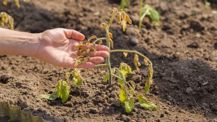 3 Reasons Your Tomato Plant Leaves Are Turning Yellow