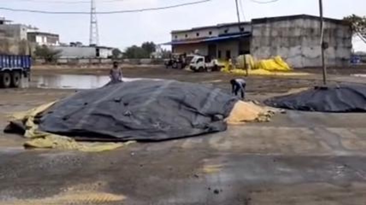 आगर: अनाज मंडी में बारिश से भीगा लाखों क्विंटल गेंहू,किसान और आढ़ती परेशान