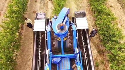 badam kaise banta hai | Almond Cultivation Process
