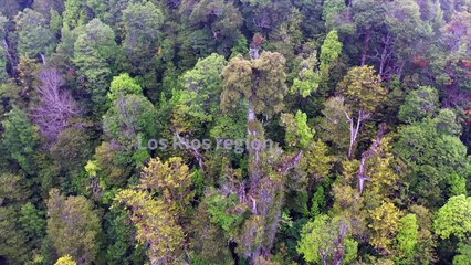 Chilean ancient tree holds clues for coping with climate change