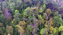 Chilean ancient tree holds clues for coping with climate change