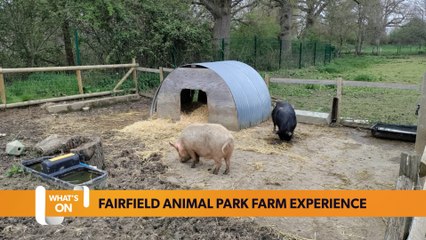 Bristol May 03 What’s on Guide: Local animal centre is offering a farm experience for visitors
