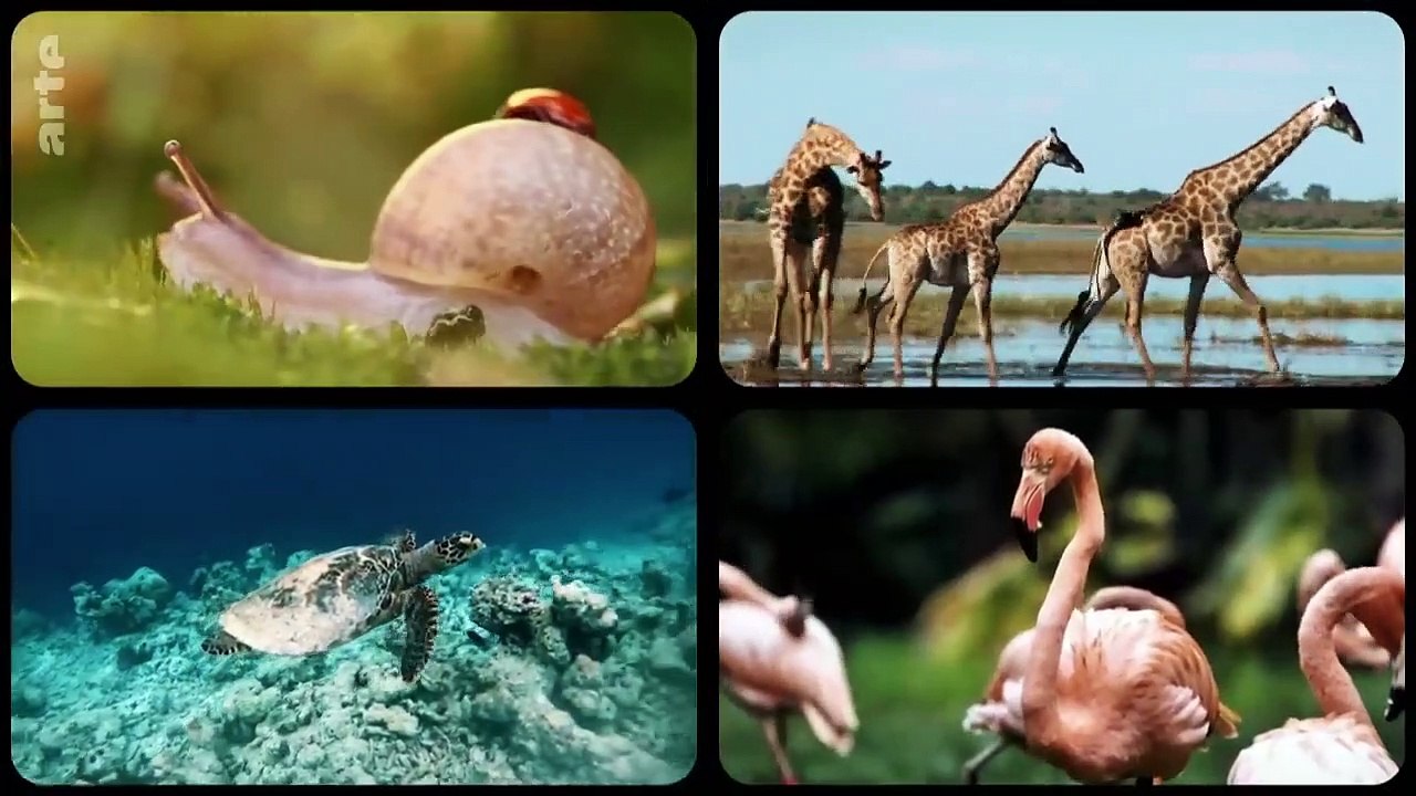 Wird es eine neue Spezies Mensch geben  42 - Die Antwort auf fast alles _ ARTE