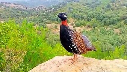New Black francolin voice Kala Teetar ki awaz 2023