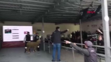 DAMIZLIK KOÇ, 91 BİN LİRAYA SATILDI