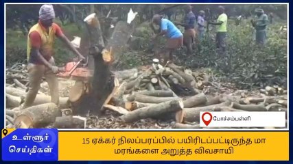மா விளைச்சல் பாதிப்பு எதிரொலி-15 ஏக்கர் மரங்கள் வெட்டி அழிப்பு