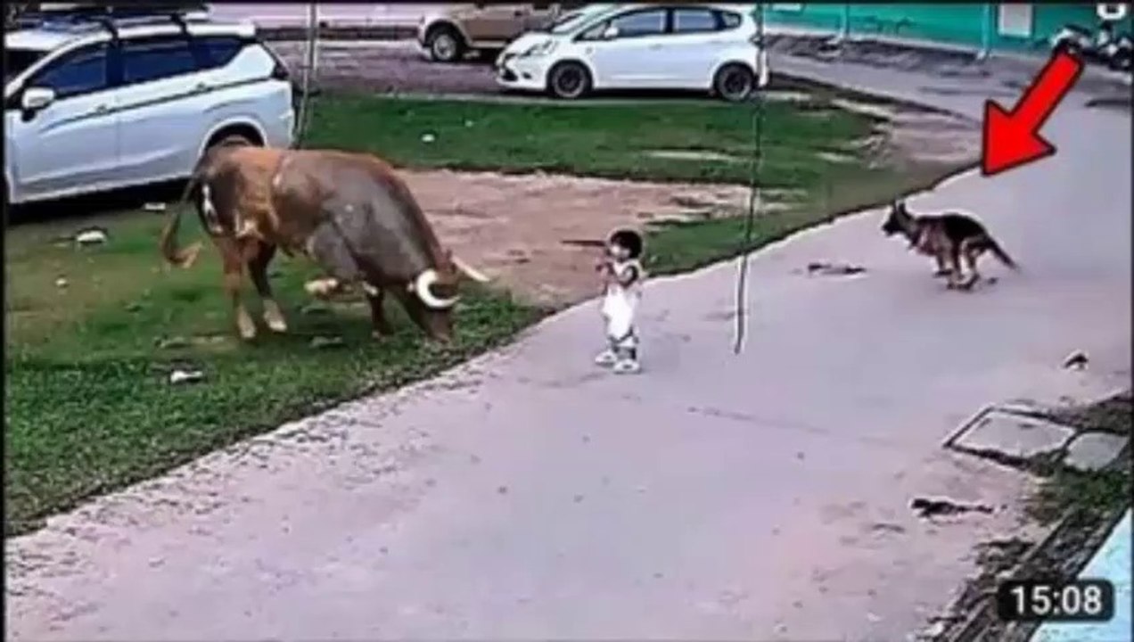 ESTE VIDEO LE HA DADO LA VUELTA AL MUNDO  Un perro pastor alemán que defiende a un niño de un toro