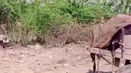 भिंड: नगरपालिका की लापरवाही, मृत मवेशियों को टचिंग ग्राउंड में दफनाया जा रहा है