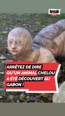 Arrêtez de dire qu'un animal chelou a été découvert au Gabon ?