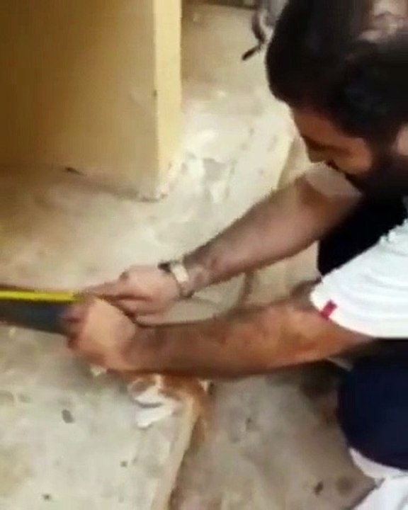 This hero in Pakistan saved a kitten who got their head stuck in a pipe.