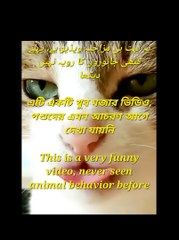 This is a very funny video, never seen animal behavior before