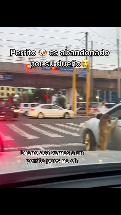 Perrito es abandonado por su dueño en medio de la pista y escena hace llorar a miles en TikTok
