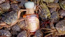 Could This Crab Whiskey Made With Real Crab Help The Local Ecosystem