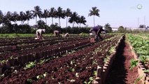 La reconversión de agricultura de Jalisco, es uno de los retos para que los productores no pierdan