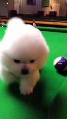 HOW OUR PETS SHOULD BE TREATED 